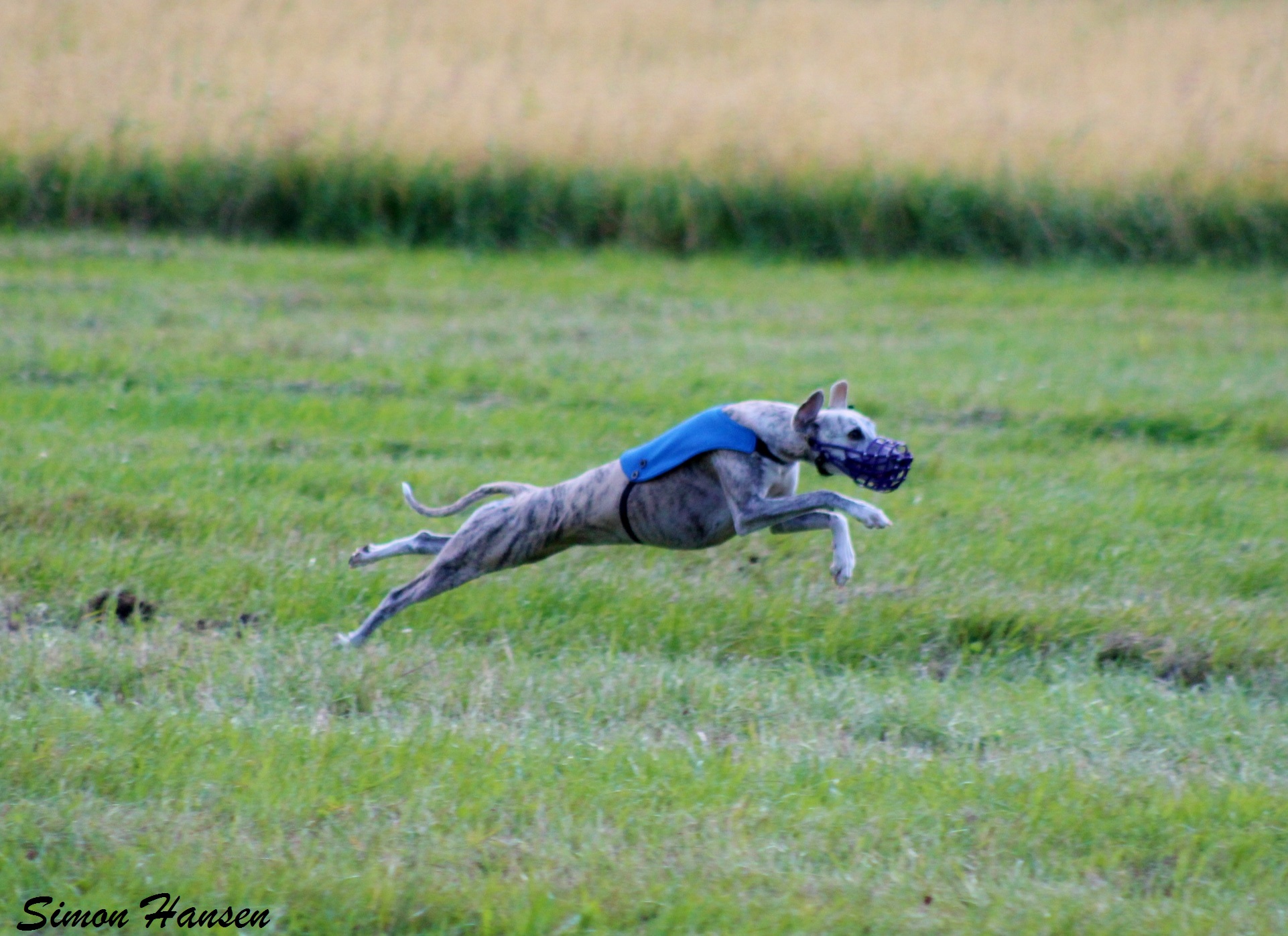 LC Whippet_foto STH