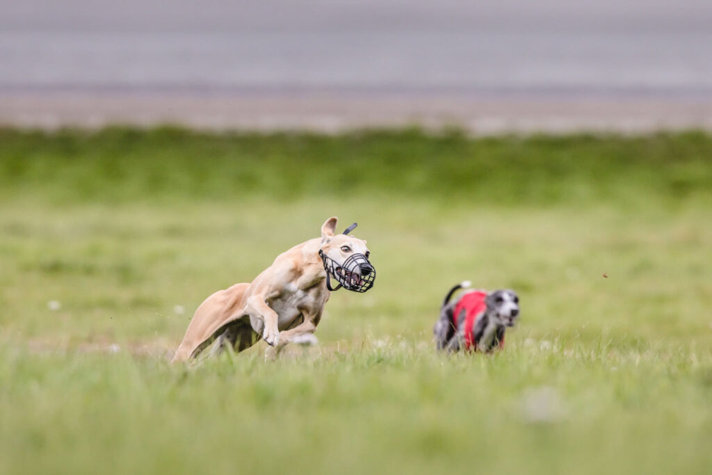 Lisensløp whippet. Foto: Krister Sørbø