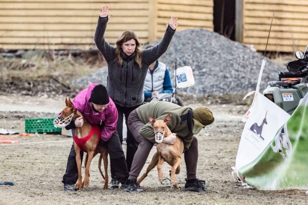 Lisensløp faraohund, Podencoklubben. Foto Krister Sørbø.