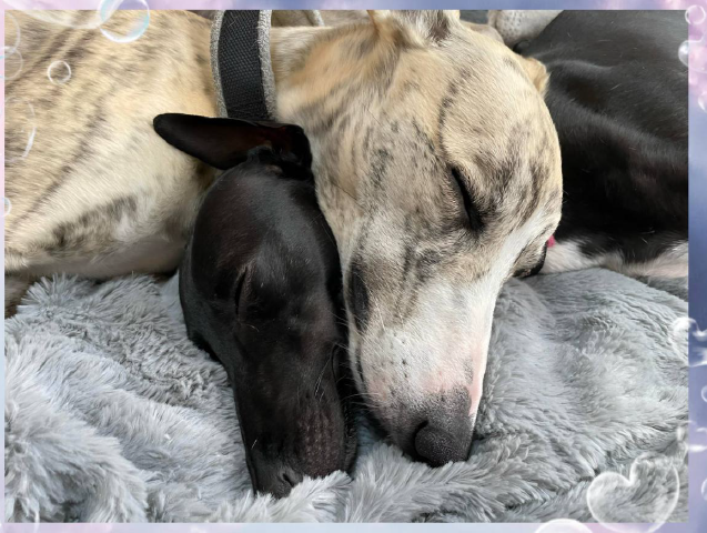 Whippet VM 2025